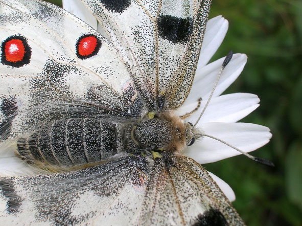 Parnassius apollo